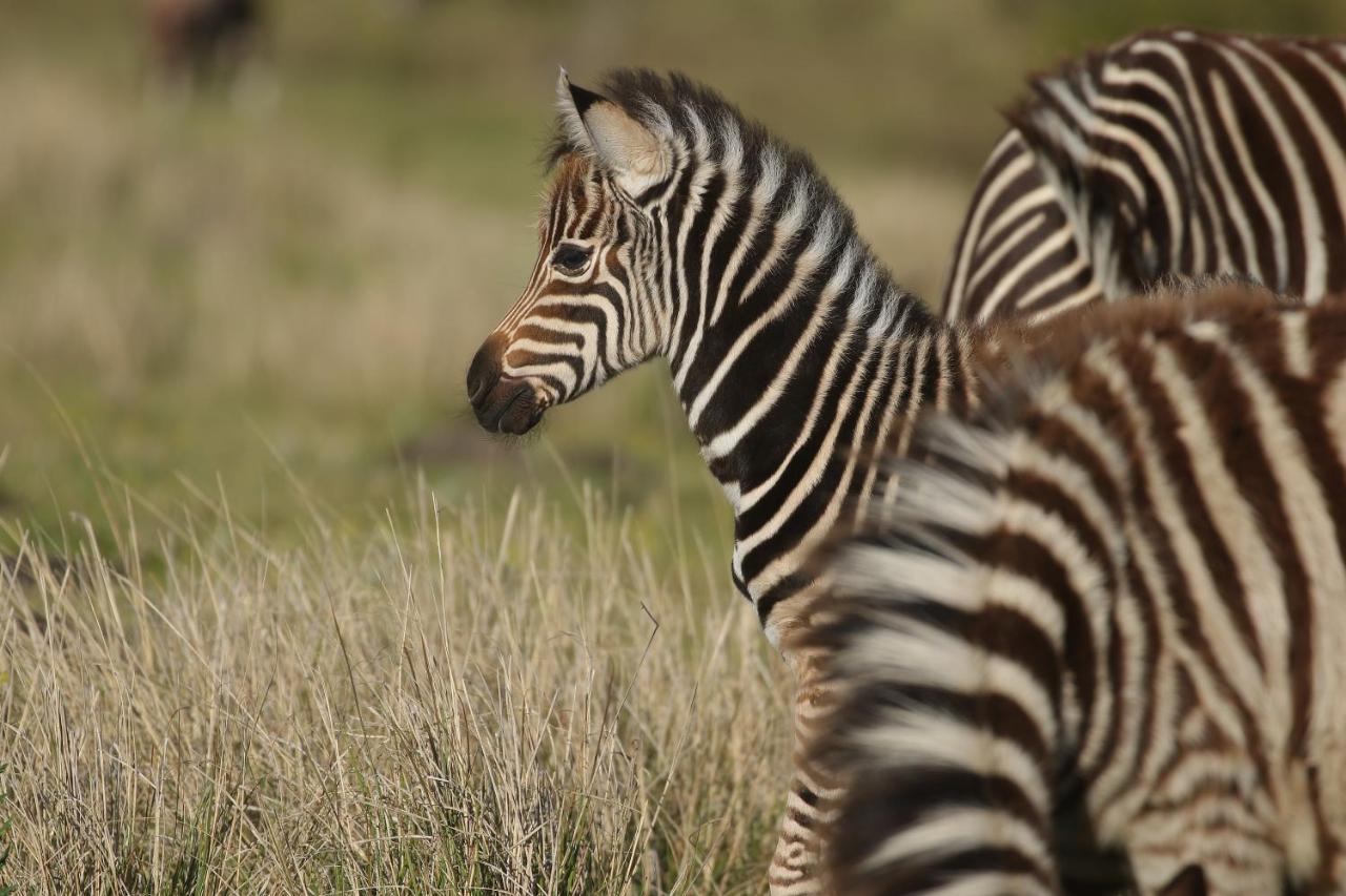 Kragga Kamma Game Park Villa Port Elizabeth Kültér fotó