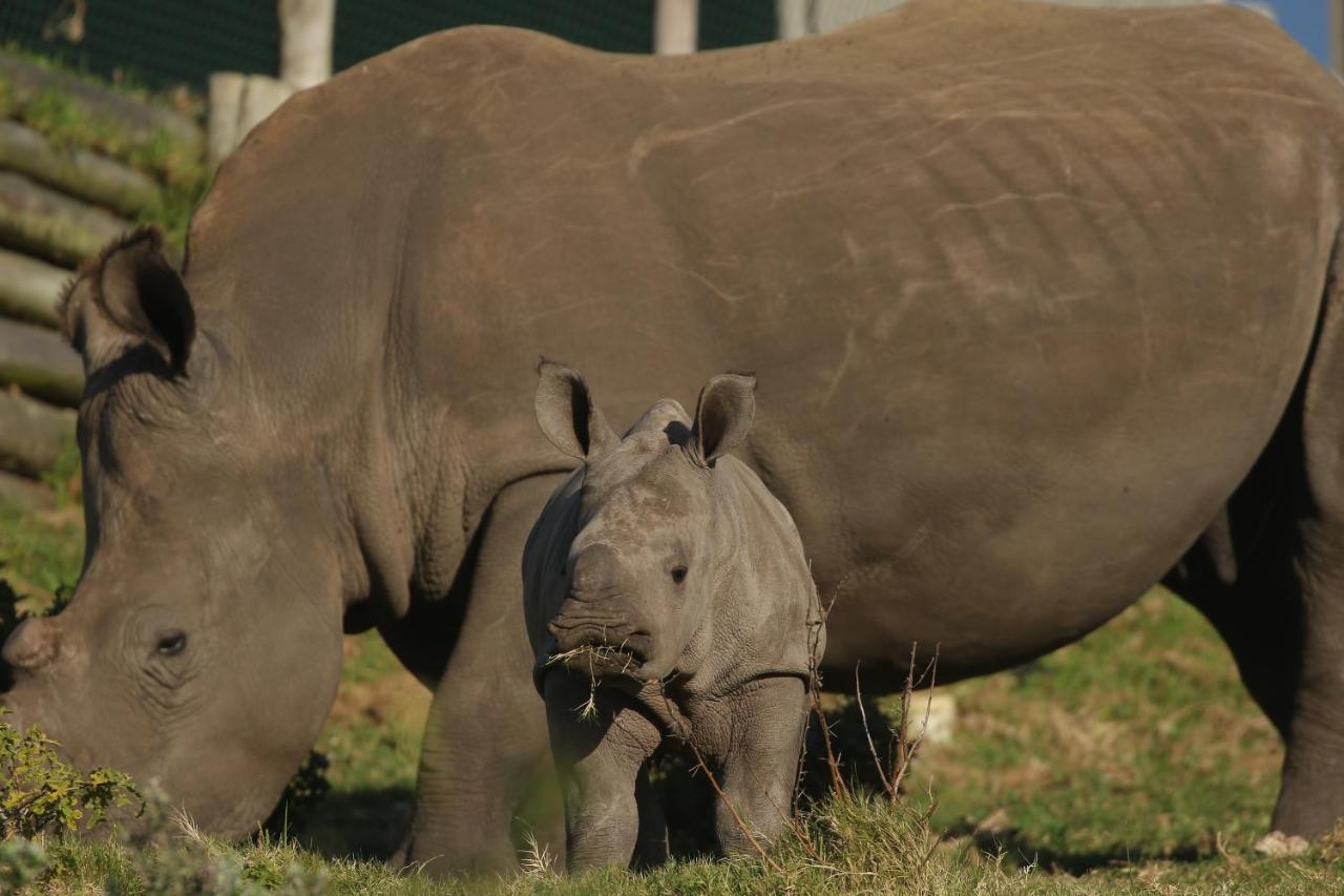 Kragga Kamma Game Park Villa Port Elizabeth Kültér fotó