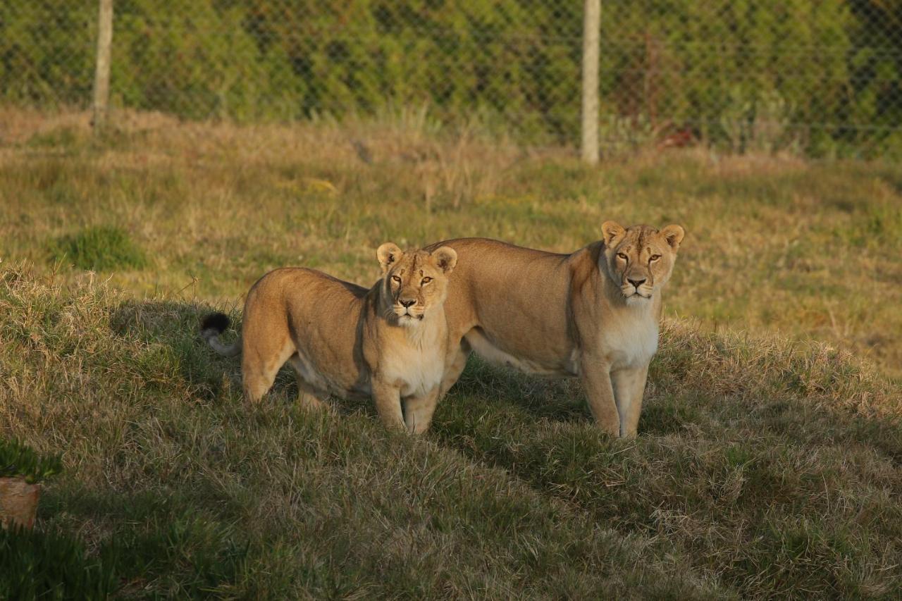 Kragga Kamma Game Park Villa Port Elizabeth Kültér fotó