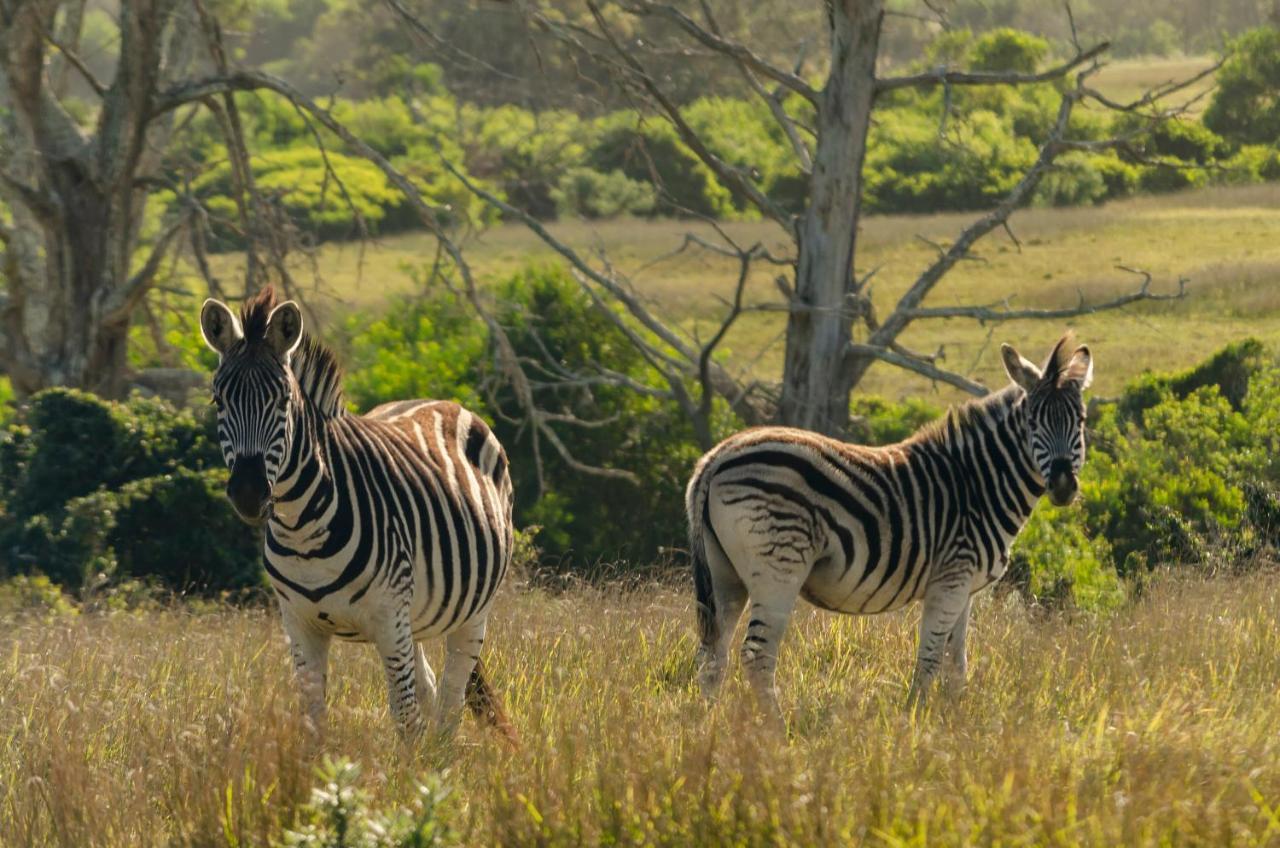 Kragga Kamma Game Park Villa Port Elizabeth Kültér fotó