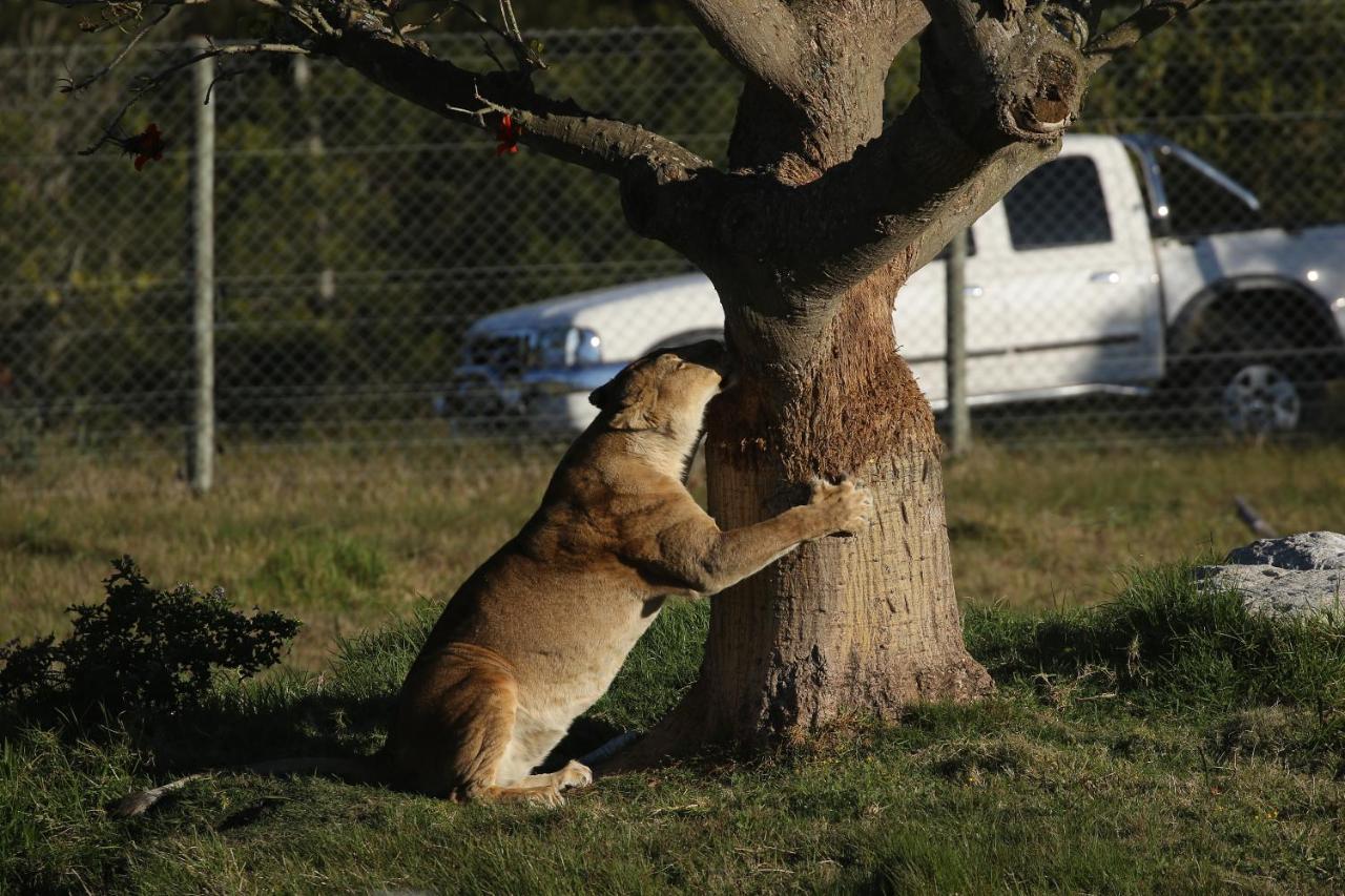 Kragga Kamma Game Park Villa Port Elizabeth Kültér fotó