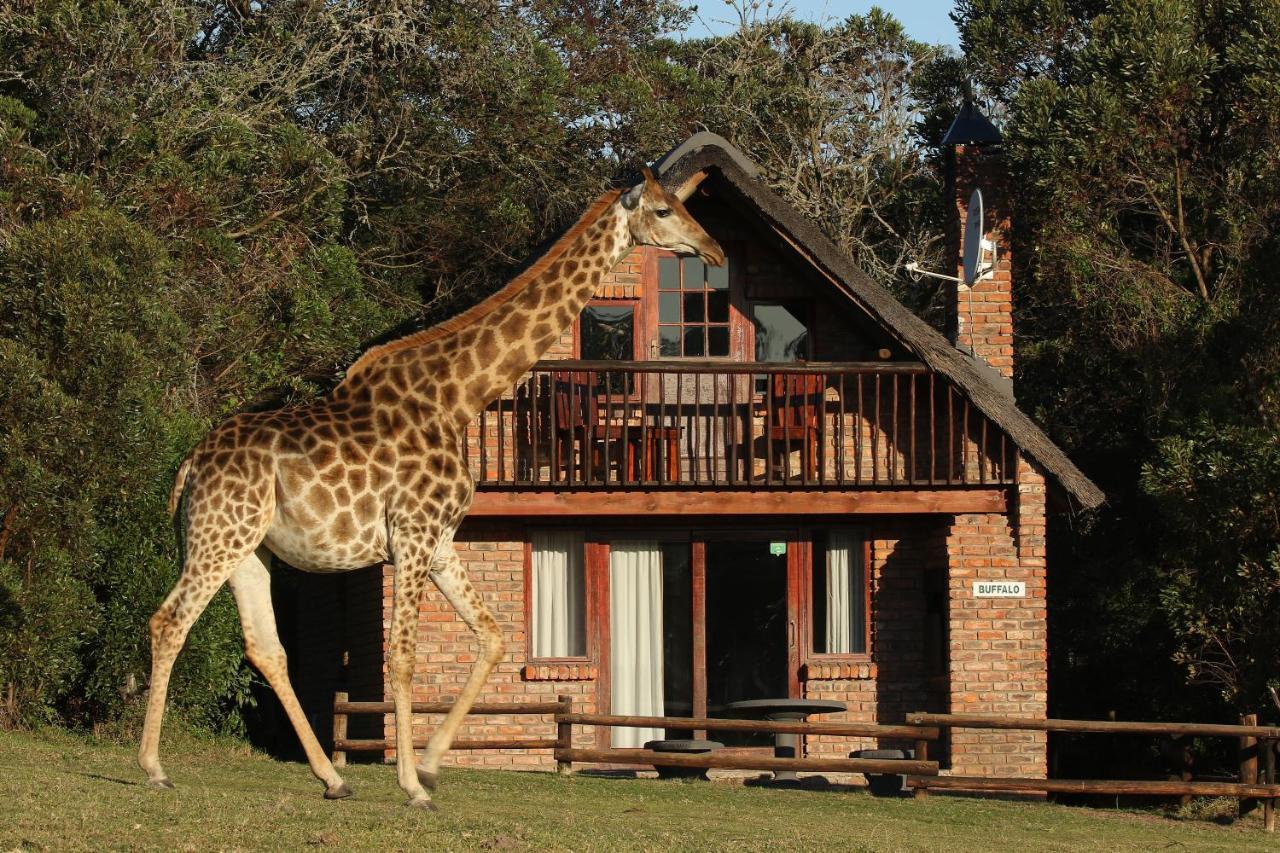 Kragga Kamma Game Park Villa Port Elizabeth Kültér fotó