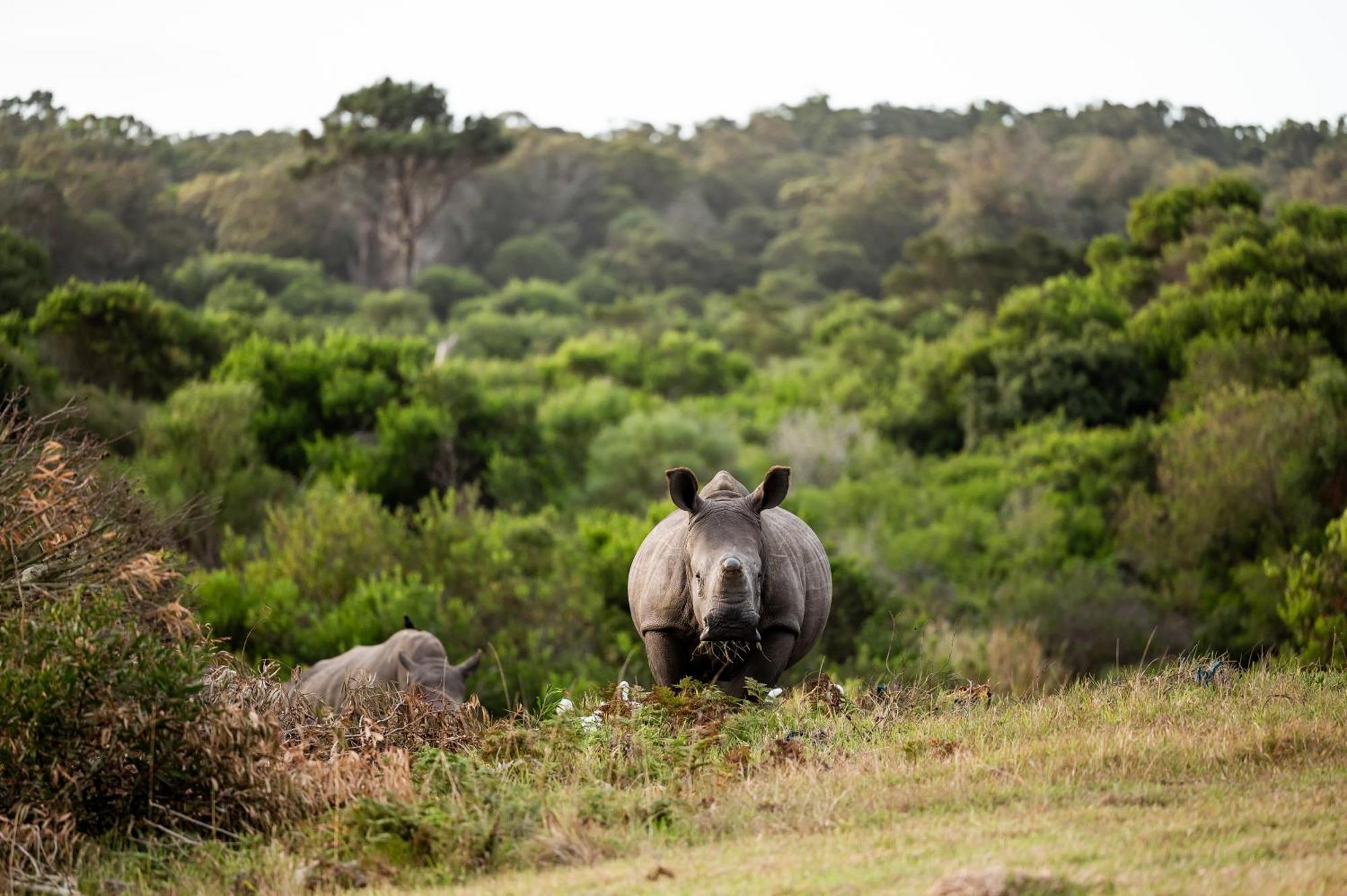 Kragga Kamma Game Park Villa Port Elizabeth Kültér fotó